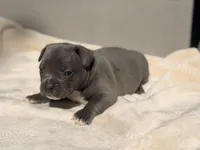 Minnie, a female French Bulldog and American Bully for sale in Wellston, OK – Photo 3 of 6