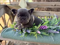 Gino, a male French Bulldog for sale in Wellston, OK – 10 of 10