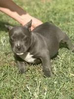 Minnie, a female American Bully for sale in Wellston, OK – 10 of 10