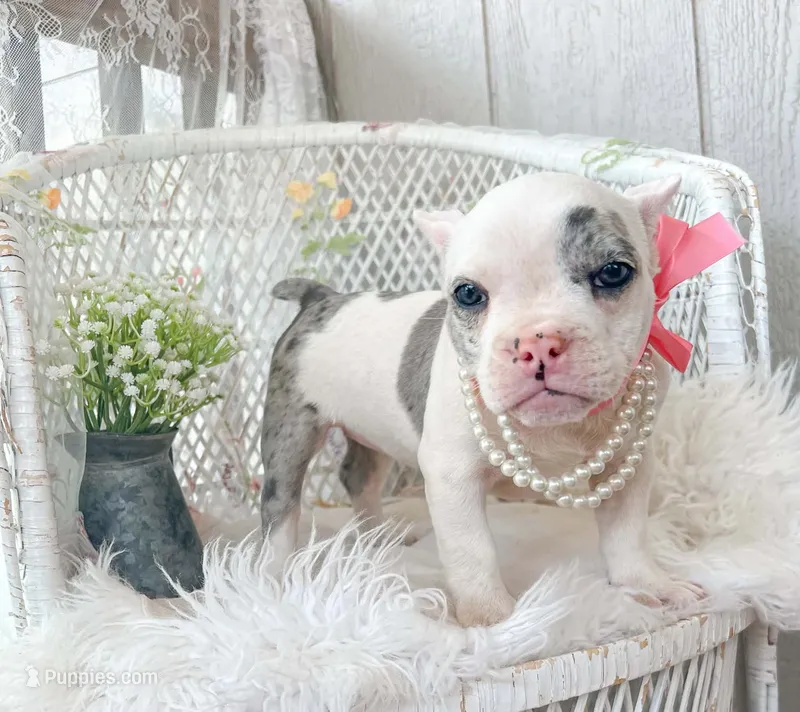 Daphne – American Bully puppy for sale in Wellston, OK