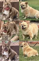 Icey Hott, a female French Bulldog for sale in Wellston, OK – 3 of 5