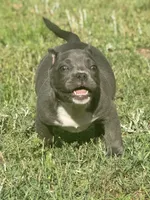 Minnie, a female American Bully for sale in Wellston, OK – 2 of 10