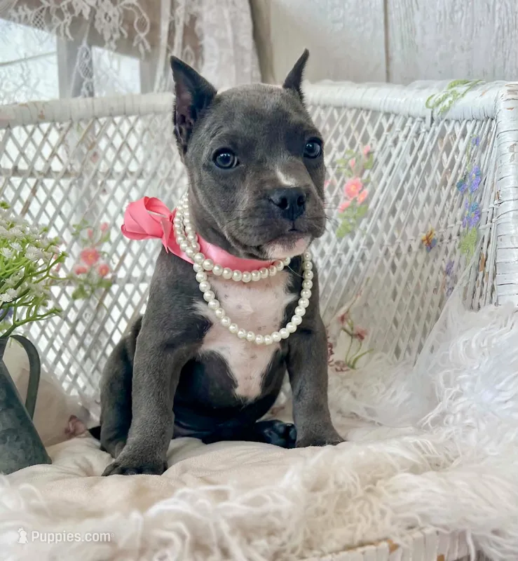 Minnie – American Bully puppy for sale in Wellston, OK