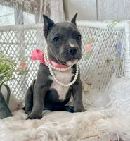 Minnie, a female American Bully for sale in Wellston, OK – 1 of 8
