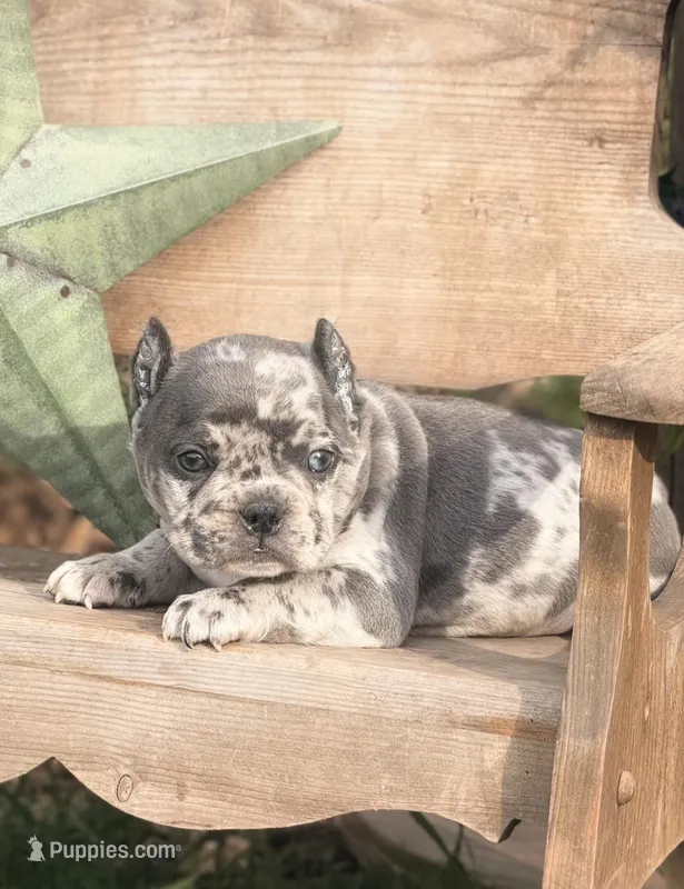 Daisy – French Bulldog, American Bully puppy for sale in Wellston, OK