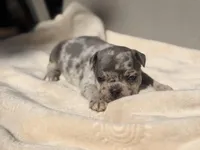 Daisy, a female French Bulldog and American Bully for sale in Wellston, OK – Photo 3 of 5