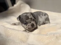 Daisy, a female French Bulldog and American Bully for sale in Wellston, OK – Photo 4 of 5