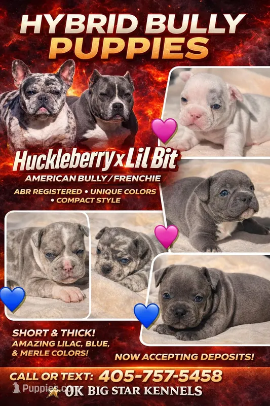 Daisy – French Bulldog, American Bully puppy for sale in Wellston, OK