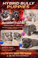 Daisy, a female French Bulldog and American Bully for sale in Wellston, OK – Photo 2 of 5