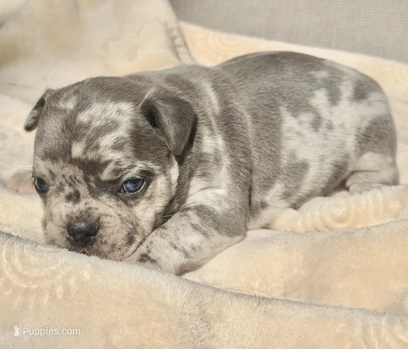 Daisy – French Bulldog, American Bully puppy for sale in Wellston, OK