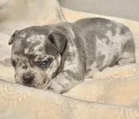 Daisy, a female French Bulldog and American Bully for sale in Wellston, OK – Photo 1 of 5