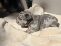 Daisy, a female French Bulldog and American Bully for sale in Wellston, OK – Photo 5 of 5