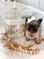 Goldie Fawn FLUFFY, a female French Bulldog for sale in Wellston, OK – 7 of 9