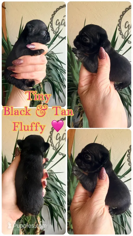 Black fluffy girl tiny – French Bulldog puppy for sale in Wellston, OK