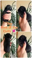 Black fluffy girl tiny, a female French Bulldog for sale in Wellston, OK – Photo 1 of 2