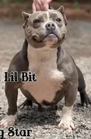 Lil Bit , a female American Bully for sale in Wellston, OK – 2 of 4