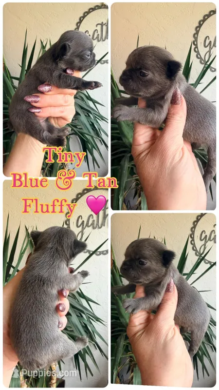 Blue Fluffy Girl – French Bulldog puppy for sale in Wellston, OK