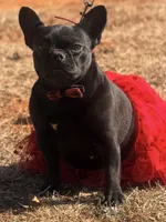 Lady Luck , a female French Bulldog for sale in Wellston, OK – 3 of 4