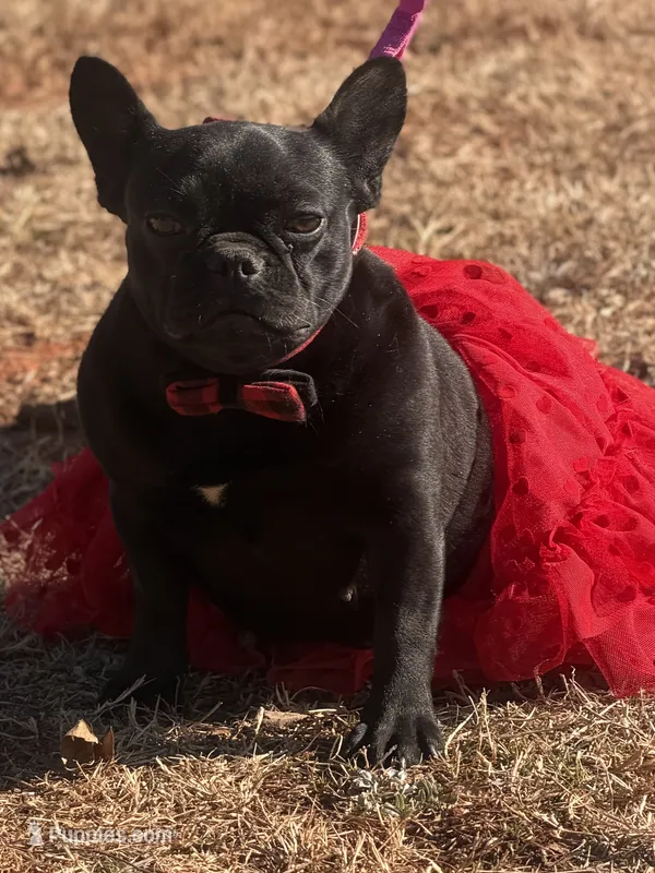Lady Luck , a female French Bulldog for sale in Wellston, OK – 1 of 4