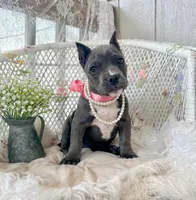 Minnie, a female American Bully for sale in Wellston, OK – 6 of 8
