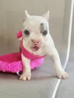 Daphne, a female American Bully for sale in Wellston, OK – 8 of 9