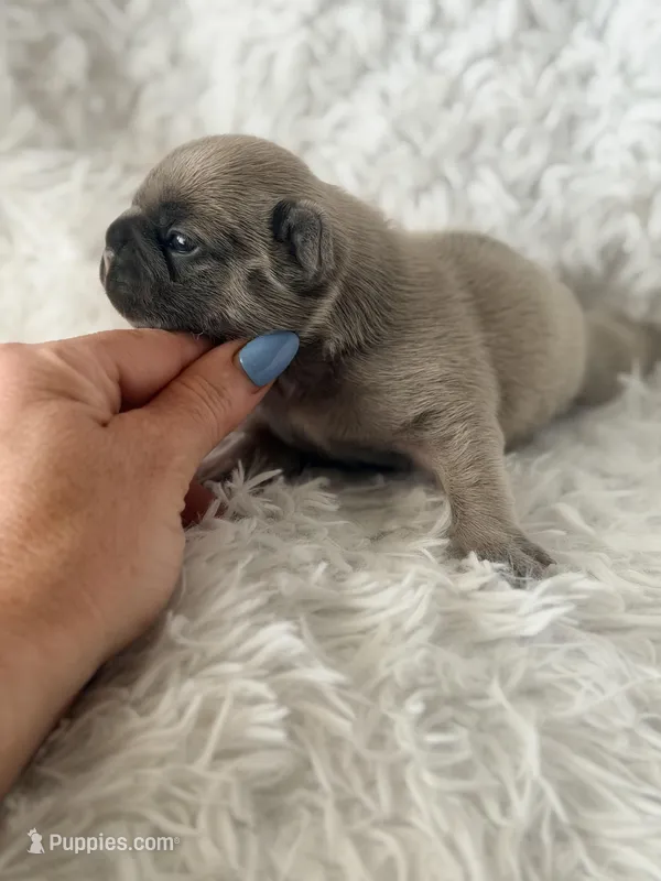 Tito  – French Bulldog puppy for sale in Wellston, OK