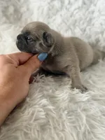 Tito , a male French Bulldog for sale in Wellston, OK – Photo 1 of 4