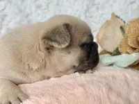 Reno, a male French Bulldog for sale in Wellston, OK – 7 of 7