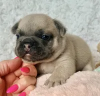 Reno, a male French Bulldog for sale in Wellston, OK – 5 of 7