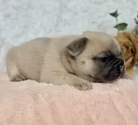 Reno, a male French Bulldog for sale in Wellston, OK – 3 of 7