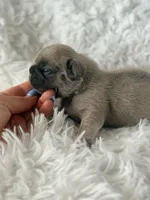 Tito , a male French Bulldog for sale in Wellston, OK – Photo 4 of 4