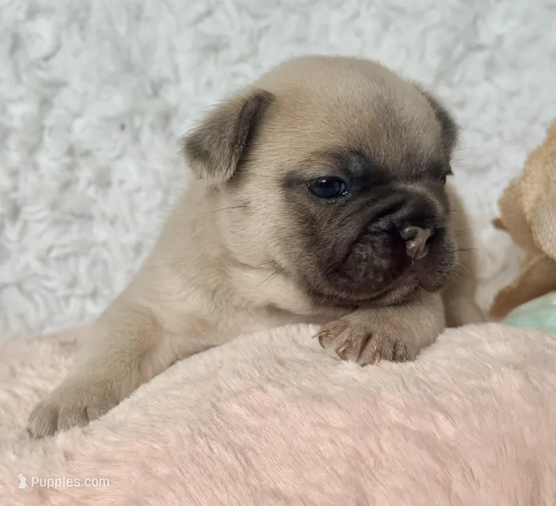 Reno – French Bulldog puppy for sale in Wellston, OK