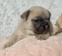 Reno, a male French Bulldog for sale in Wellston, OK – 1 of 7