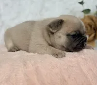 Reno, a male French Bulldog for sale in Wellston, OK – 4 of 7