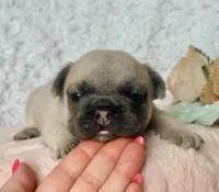 Reno, a male French Bulldog for sale in Wellston, OK – 2 of 7