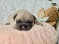 Reno, a male French Bulldog for sale in Wellston, OK – 6 of 7