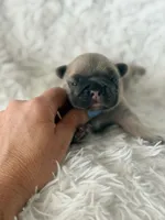 Tito , a male French Bulldog for sale in Wellston, OK – Photo 2 of 4