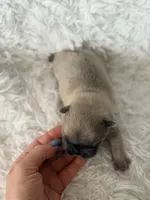 Tito , a male French Bulldog for sale in Wellston, OK – Photo 3 of 4