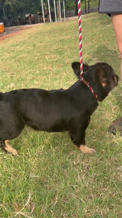 Luna , a female French Bulldog for sale in Wellston, OK – 3 of 3