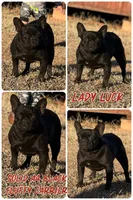 Lady Luck , a female French Bulldog for sale in Wellston, OK – 6 of 6