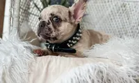 Ozzie, a male French Bulldog for sale in Wellston, OK – 2 of 6