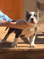 Thor, a male American Bully for sale in Wellston, OK – Photo 3 of 5