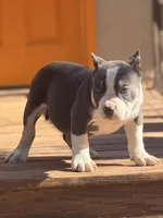 Thor, a male American Bully for sale in Wellston, OK – Photo 4 of 5