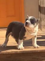 Thor, a male American Bully for sale in Wellston, OK – Photo 5 of 5