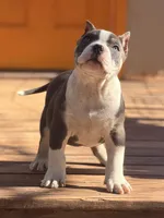 Thor, a male American Bully for sale in Wellston, OK – Photo 1 of 5