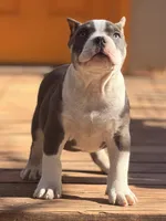 Thor, a male American Bully for sale in Wellston, OK – Photo 2 of 5