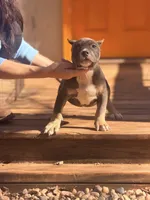 ShyAnne , a male American Bully for sale in Wellston, OK – Photo 4 of 4