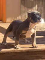 ShyAnne , a male American Bully for sale in Wellston, OK – Photo 2 of 4