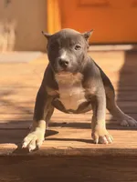 ShyAnne , a male American Bully for sale in Wellston, OK – Photo 1 of 4
