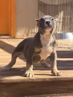ShyAnne , a male American Bully for sale in Wellston, OK – Photo 3 of 4